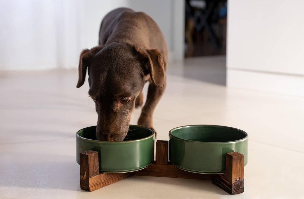 dachshund eating dog food