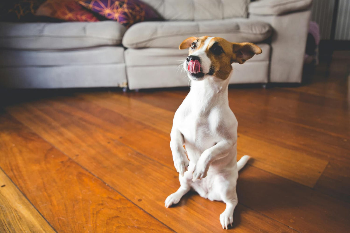 Terrier on back legs