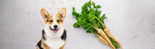 corgis next to raw parsnips