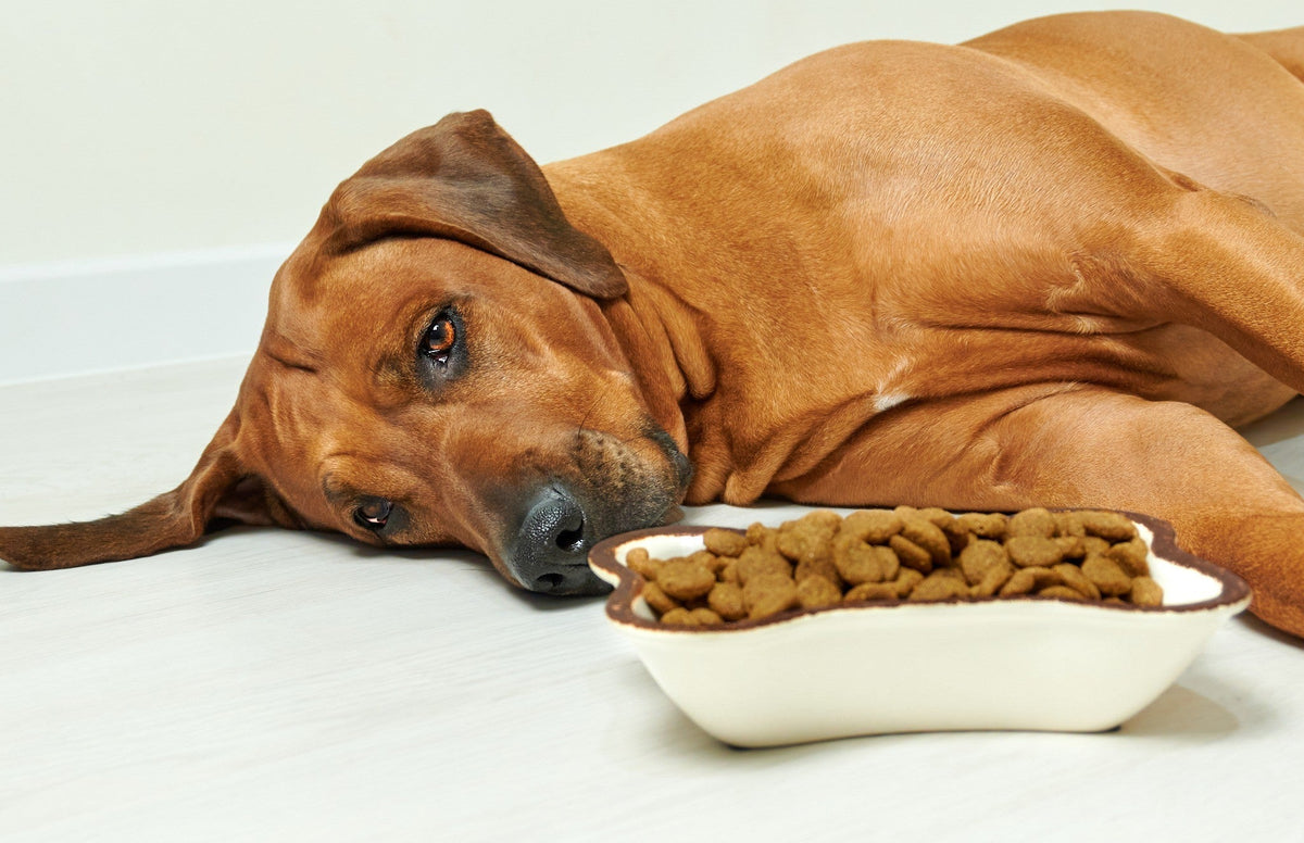 Dog Looking at Carrot