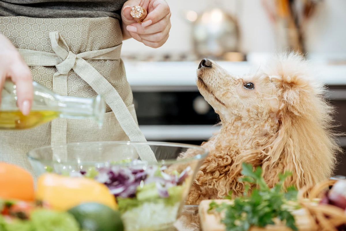 Poodle with pouring oil
