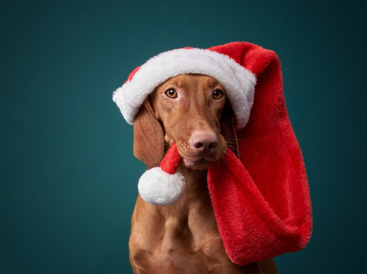 Dog with Santa Hat on