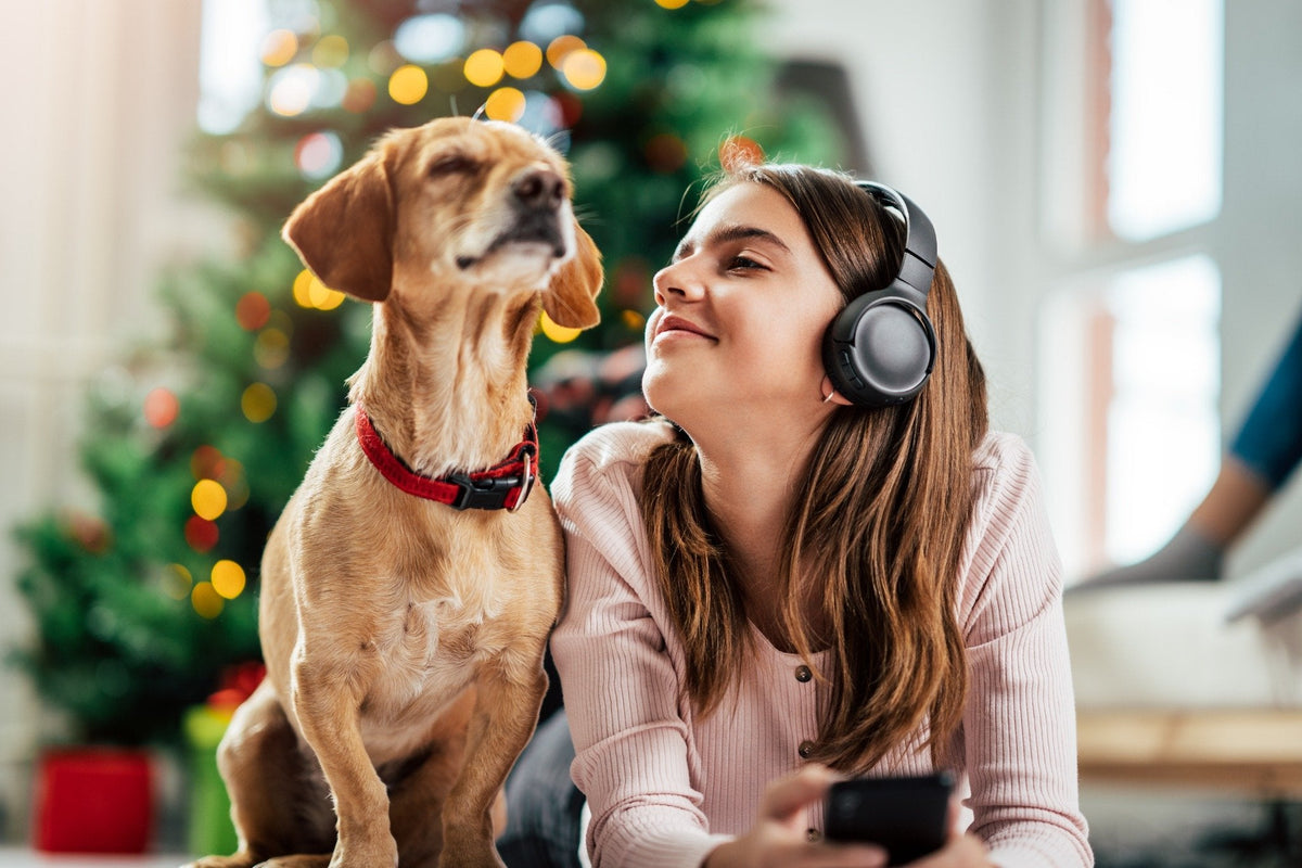 Dog with Santa Hat on