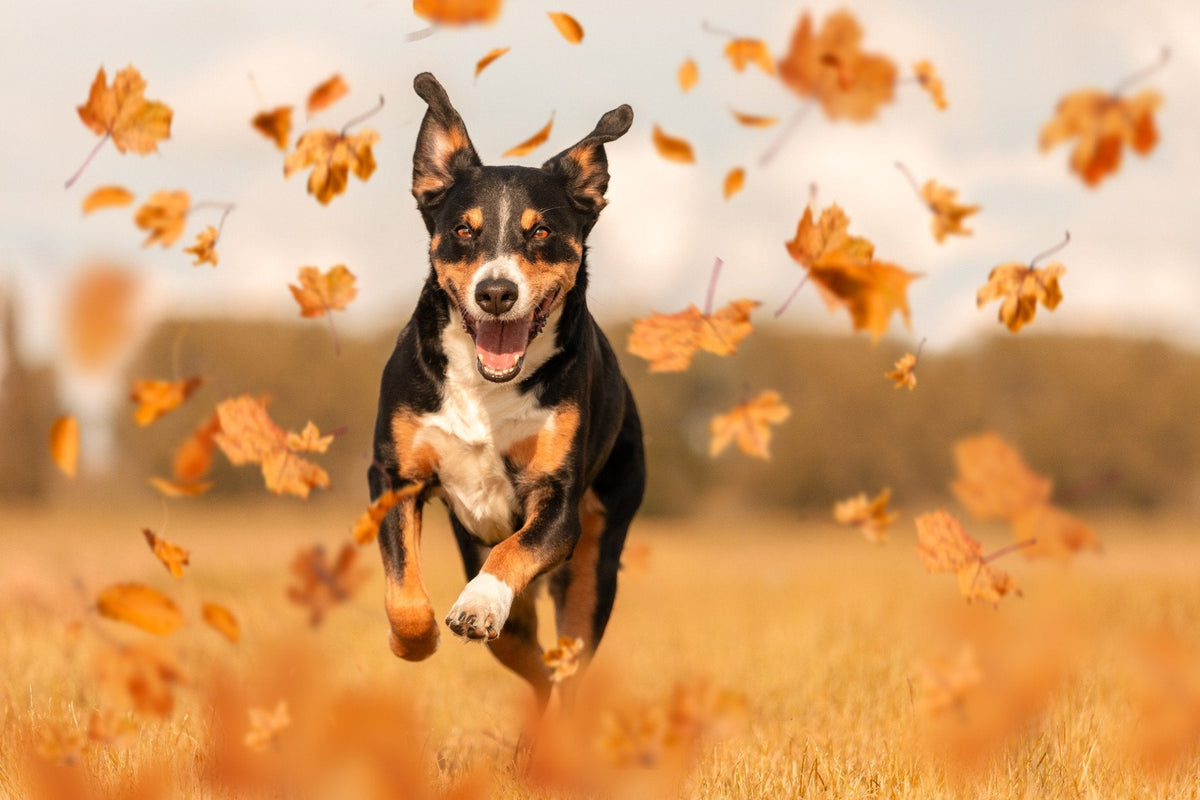 Dog running in Autuam