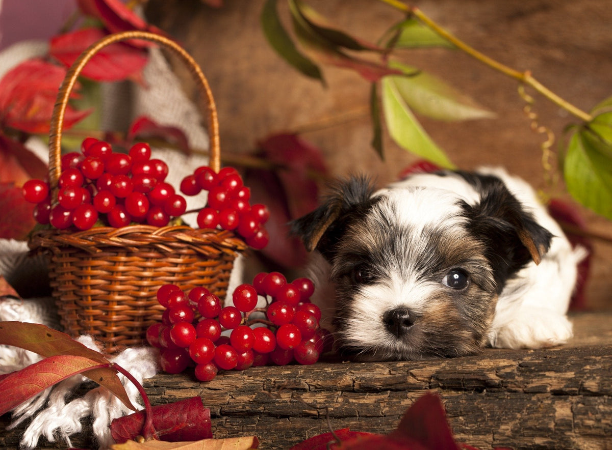 Dog Looking at Cranberries
