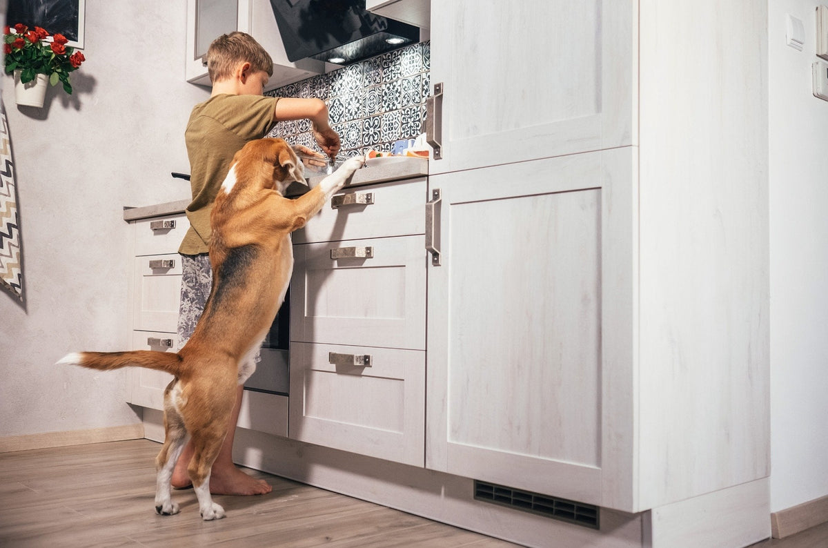 Dog looking at Eggs