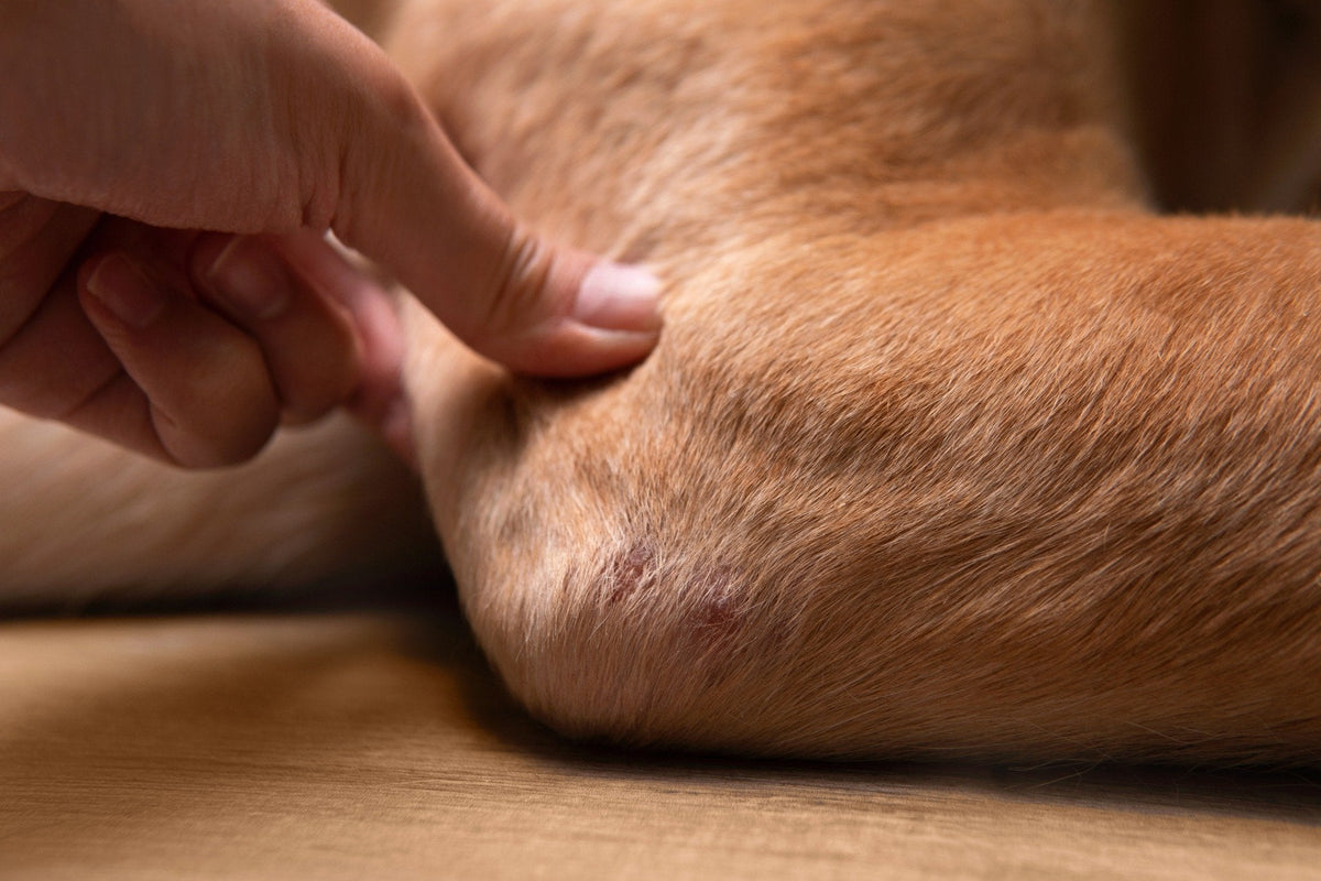 Dog Joint Health