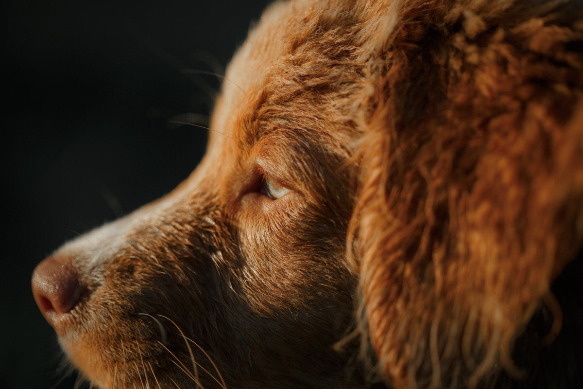 Dog Sleeping