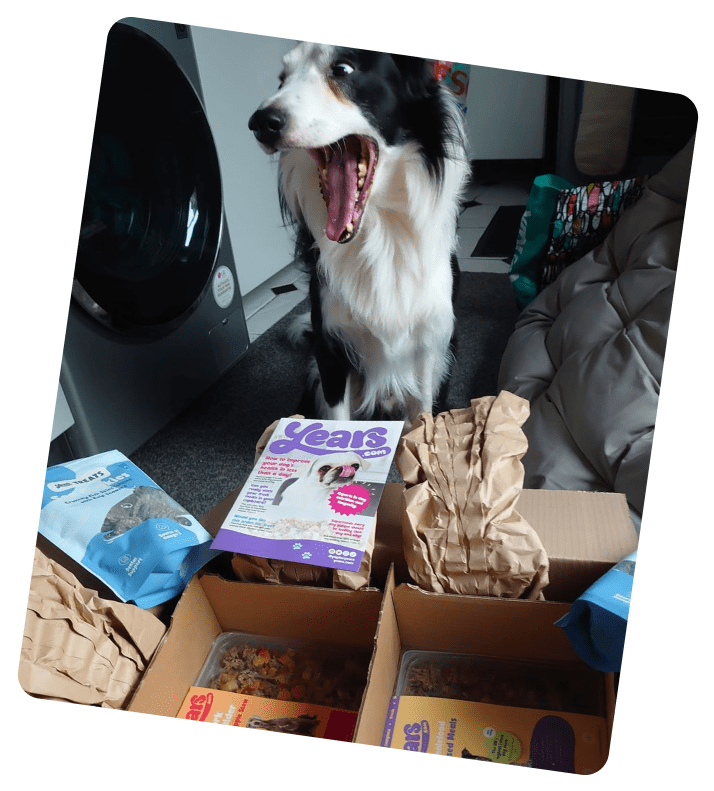 Border Collie, Lucy smiling and getting excited about her next Years delivery.