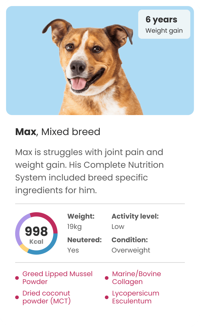 personalised dog food for mixed breed with weight gain issues