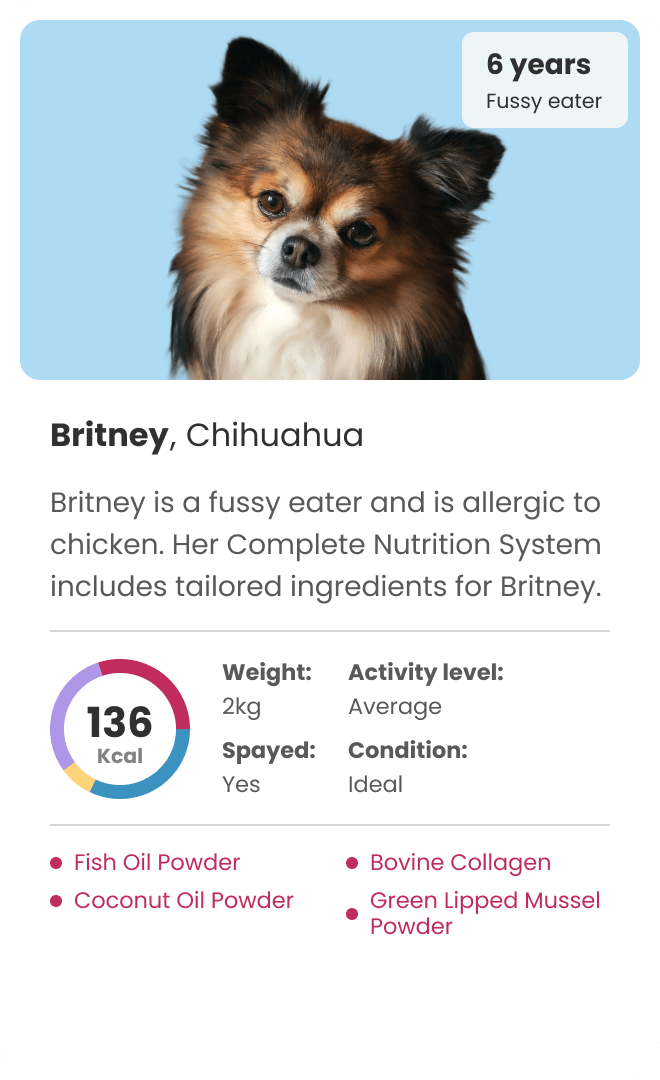 personalised dog food for fussy eater chihuahua