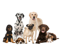 dog food trial tailored to selection of dog's breed, lifestyle, age