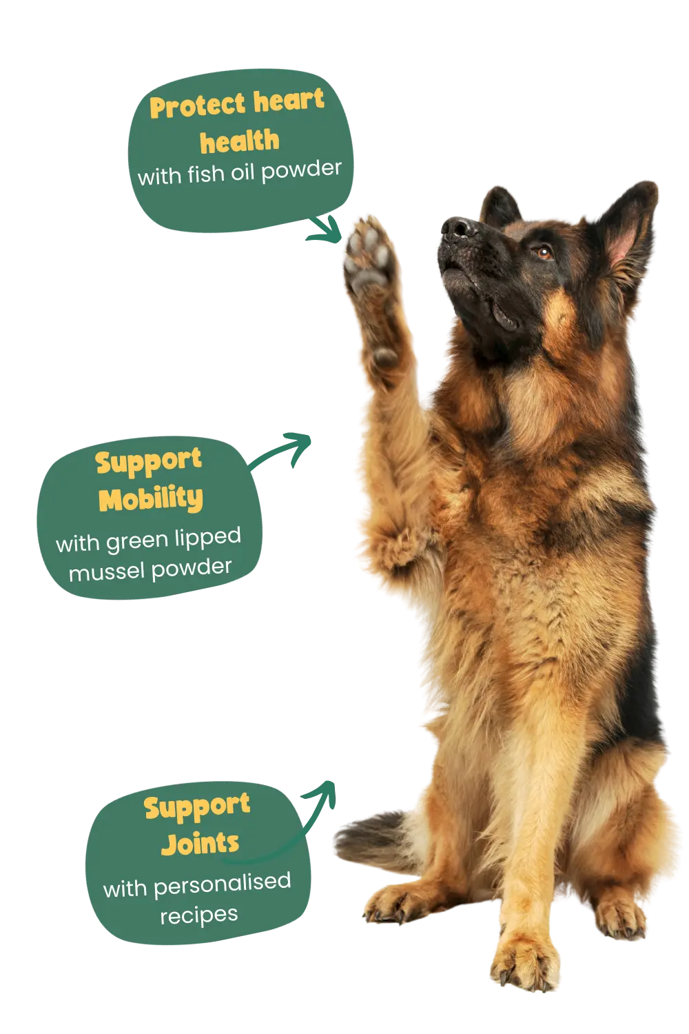 German Shepherd Years benefits