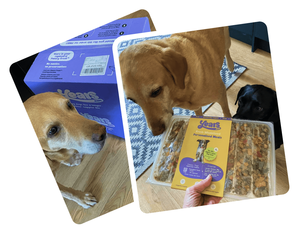 Charlie, a Labrador on palliative care, eagerly waits for his fresh dog food, which has been helping soothe his sensitive stomach