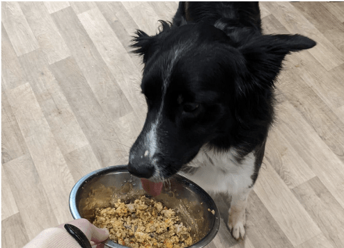 dog with food