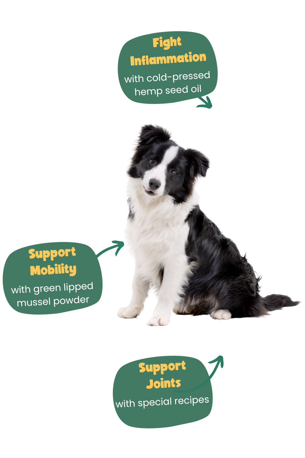 features of border collie food with collie in image