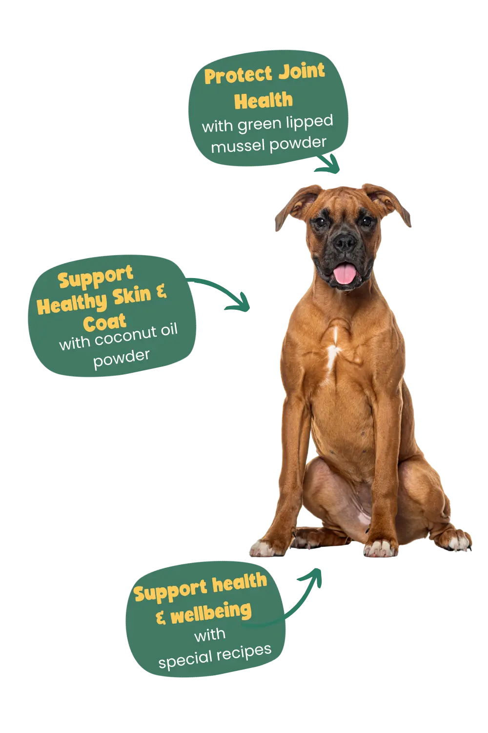 Benefits of Years for a Boxer dog