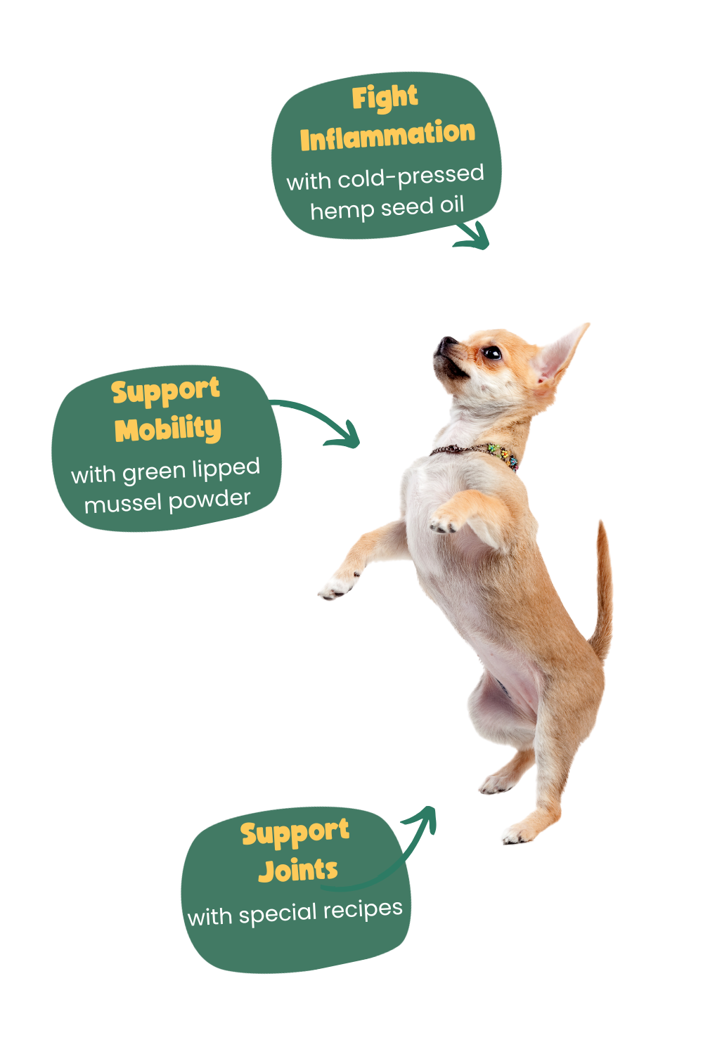 chihuahua with bubbles of benefits of Years dog food