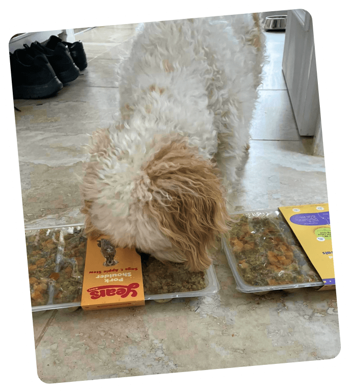 Fussy eater, Florence demolishing her Pork Shoulder cooked dog meal.