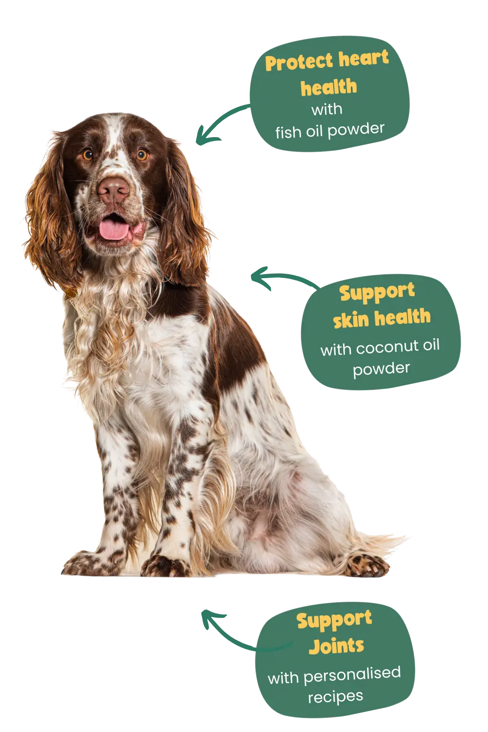 springer spaniel with years recommendations