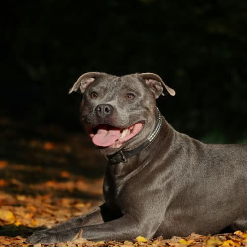 Staffie in forest