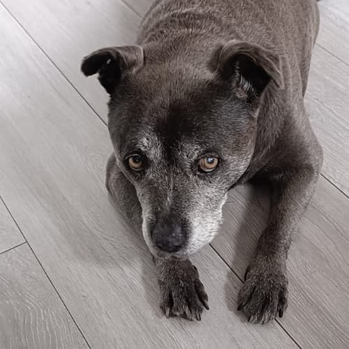 Staffie on floor