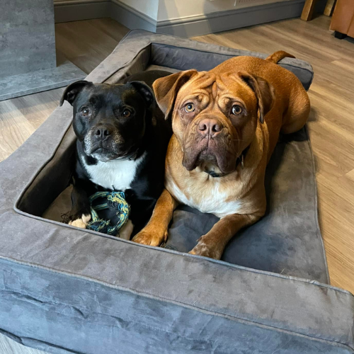 Black staffie and orange dog on a sofa