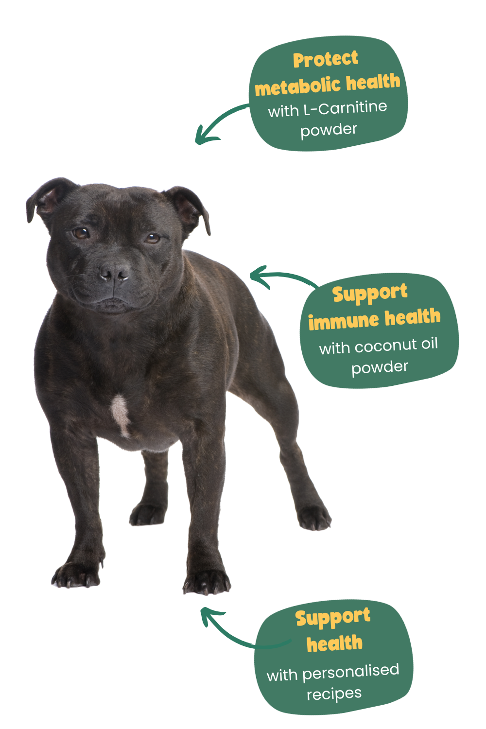 Staffordshire Bull Terrier benefits