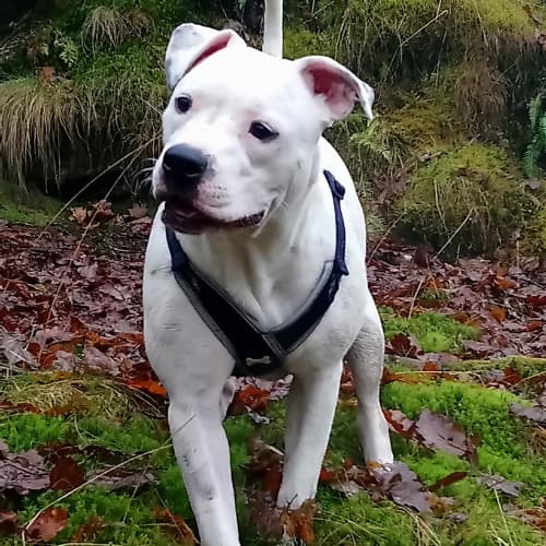 White Staffordshire Bull Terrier in park