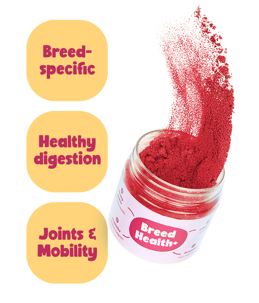 mobility and joint supplements for dogs