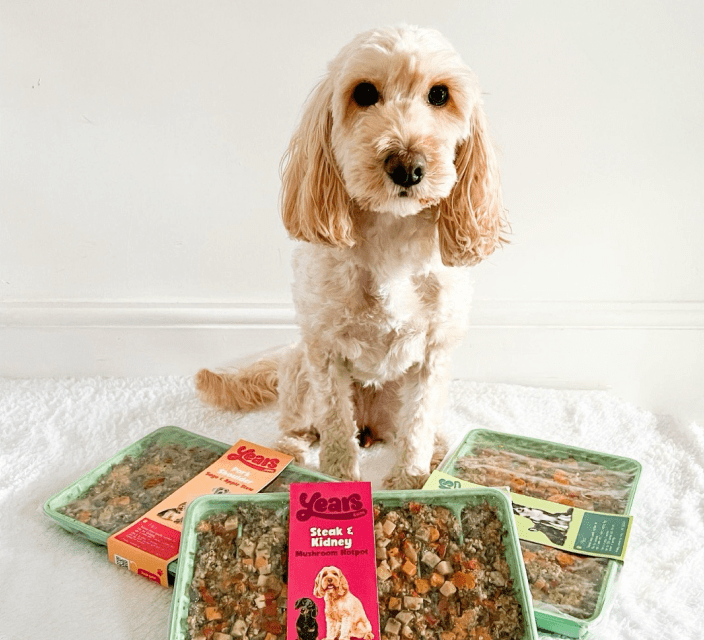 King Charles Spaniel enjoying Brainy Bites Dog Treats