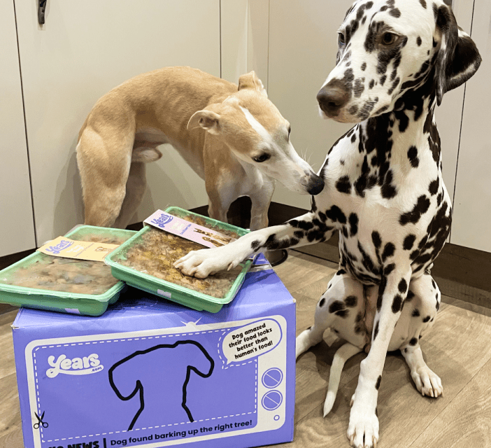 Dalmatian and Greyhound next to their Years dog food delivery box