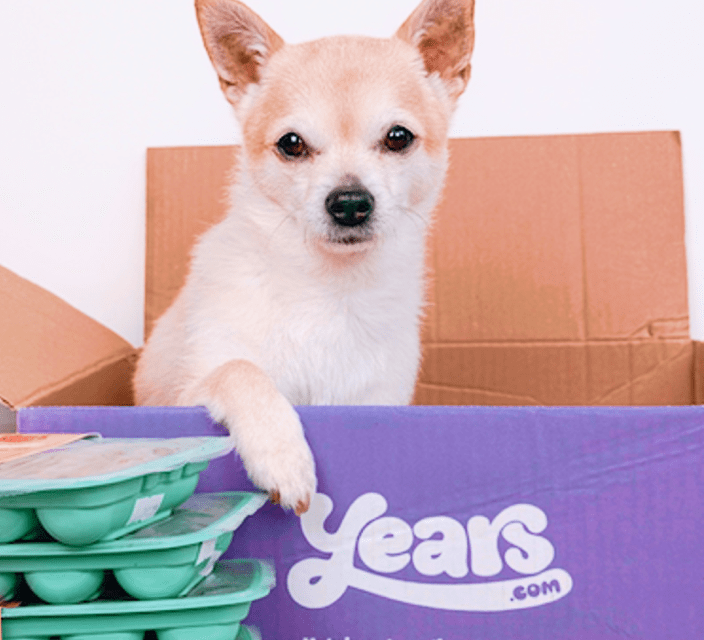 Small chihuahua inside a Years delivery box