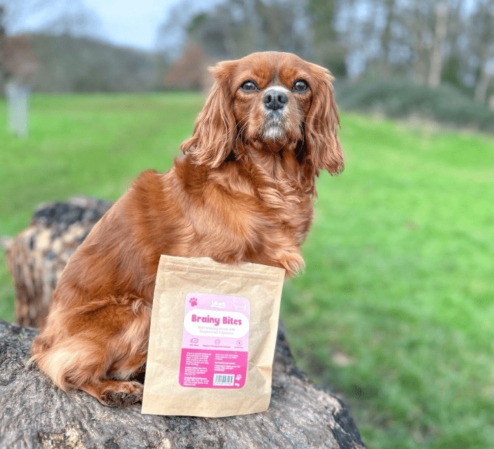 Poodle Mix with their tailored Years Meals