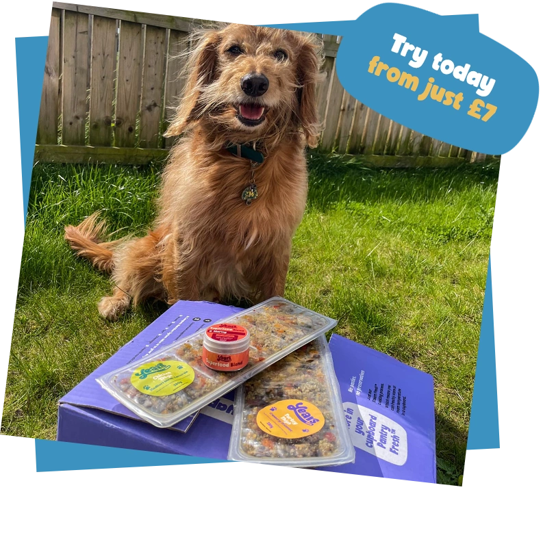 dog with years delivery featuring callout 'try today from just 7'