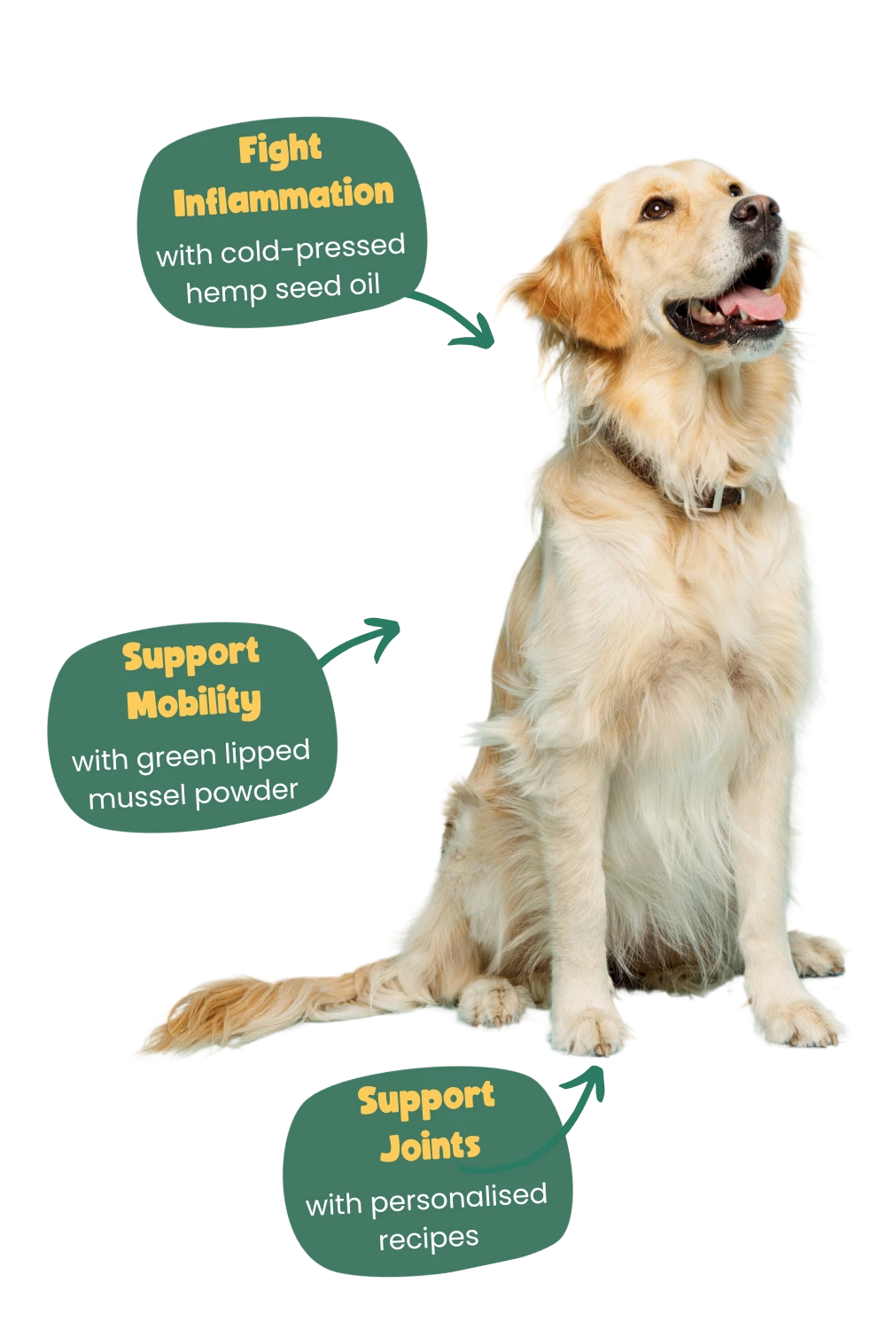 golden retriever benefits of Years food