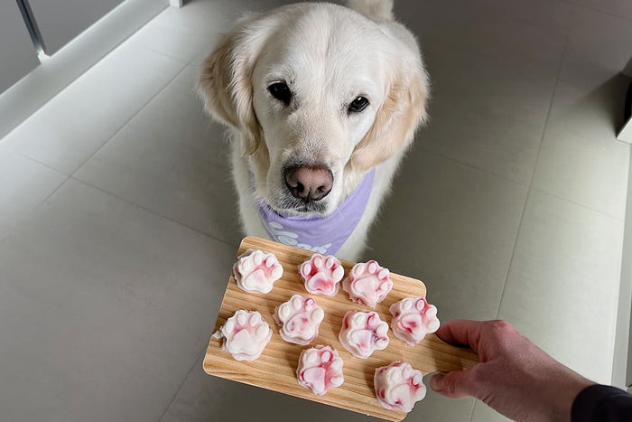 dog with frozen treats