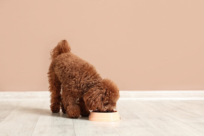 Brown toy poodle enjoying a bowl of dog food on a white floor in front of a terracotta wall 