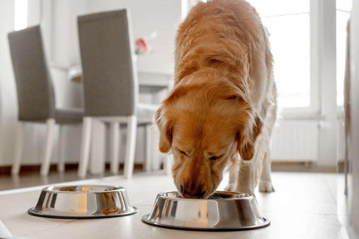 Dog eating from bowl