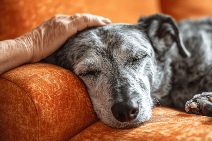 Best anti-inflammatory foods for dogs