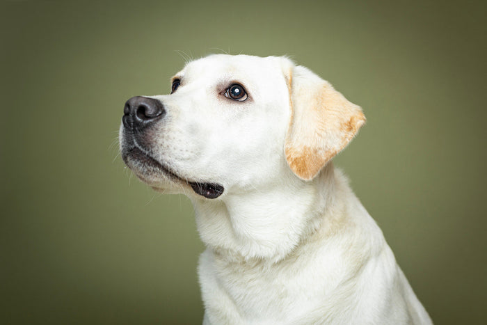 Golden labrador in front of a green studio background