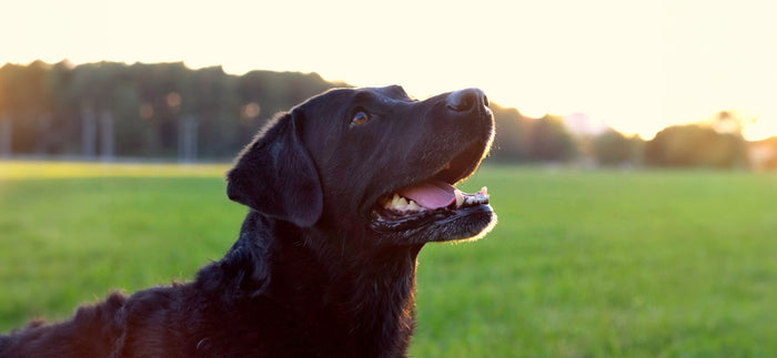 black labrador smilling