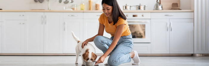 Dog Eating fresh whole food diet in bowl that owner has just put down