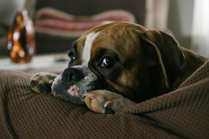 A brown Boxer on a sofa