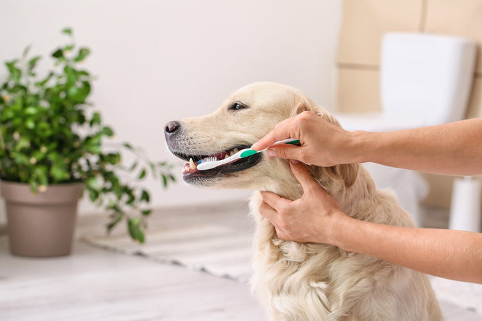 brushing dog's teeth to remove plaque