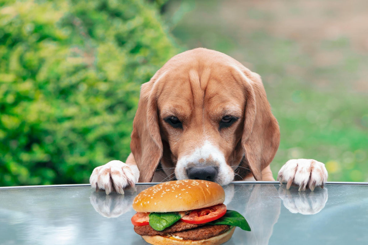 Dog looking at ginger bread