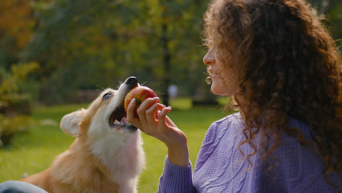 Woman feeding corgi an apple