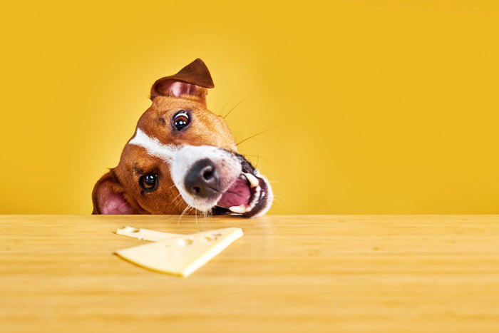 Jack Russel Terrier reaching for a cheese slice on a table