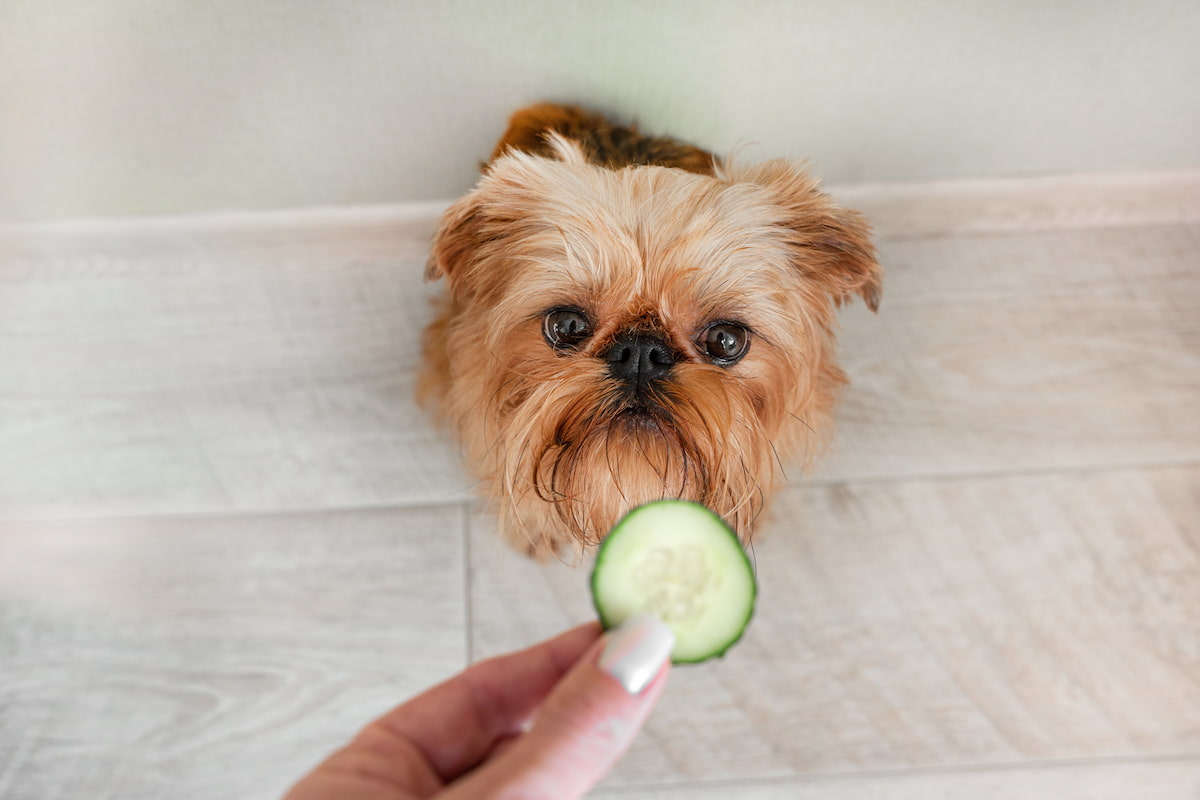 Cute yorkshire terrier being served cucumber slice