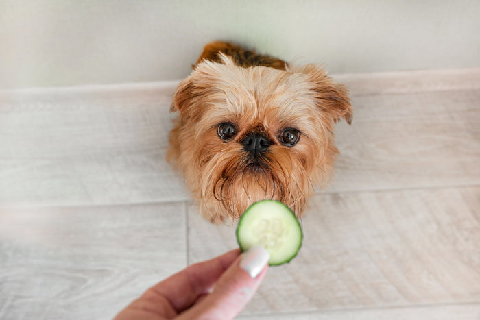 Cute yorkshire terrier being served cucumber slice
